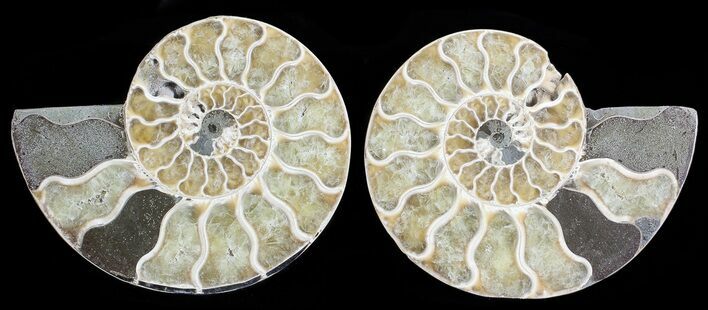 Polished Ammonite Pair - Agatized #68831